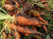 Semez, plantez et récoltez en toute simplicité grâce à ces 10 logiciels de jardin Semez, plantez et récoltez en toute simplicité grâce à ces 10 logiciels de jardin