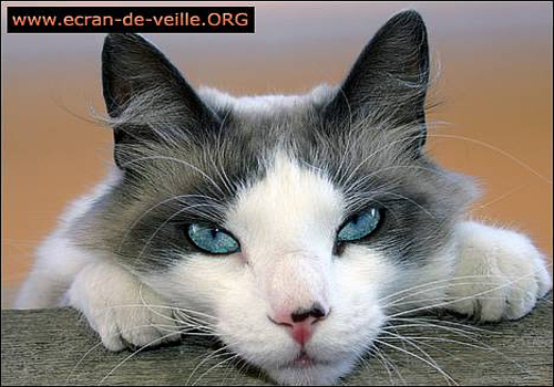 Aperçu de ecran-de-veille.ORG Chat