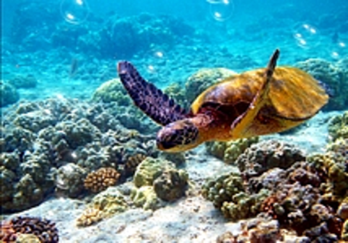 Aperçu de nfsTurtle2