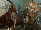 Nos amis les animaux: les logiciels pas bêtes Nos amis les animaux: les logiciels pas bêtes