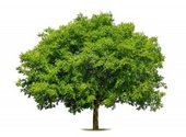 Comparative genealogy software Comparative genealogy software