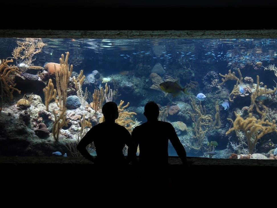 Pourquoi tout le monde parle du piratage d’un casino réalisé grâce à un aquarium ?