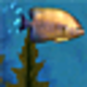 Logo Fish Aquarium 3D Screensaver